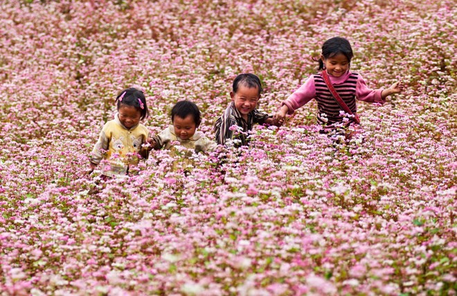 Ha Giang promotes its buckwheat flower fest in Hanoi - ảnh 1